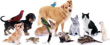 Formation Certifiante en NATUROPATHIE ANIMALIERE :  Soigner l’animal et éduquer son propriétaire grâce au pouvoir d’auto-guérison Formation Certifiante en NATUROPATHIE ANIMALIERE :  Soigner l’animal et éduquer son propriétaire grâce au pouvoir d’auto-guérison