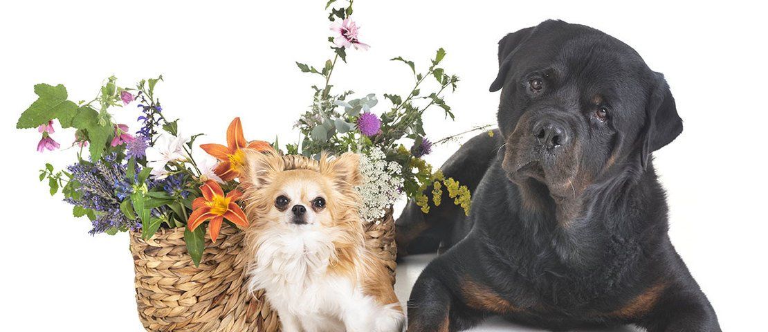 Devenez NATUROPATHE ANIMALIER certifié-e