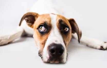 Formation Certifiante en NATUROPATHIE ANIMALIERE : Combien coûte la certification en naturopathie animalière ? Formation Certifiante en NATUROPATHIE ANIMALIERE : Combien coûte la certification en naturopathie animalière ?