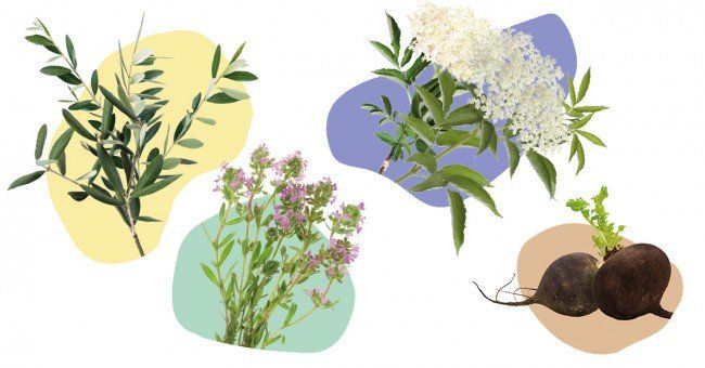 Formation Certifiante en NATUROPATHIE : Module 7 Formation Certifiante en NATUROPATHIE : Module 7