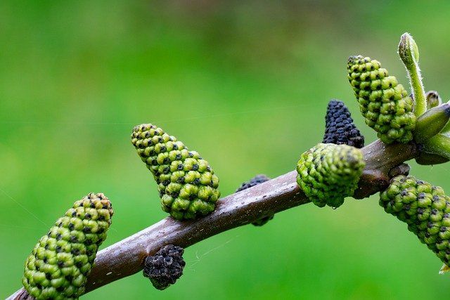 Le NOYER Défenses immunitaires et flore intestinale