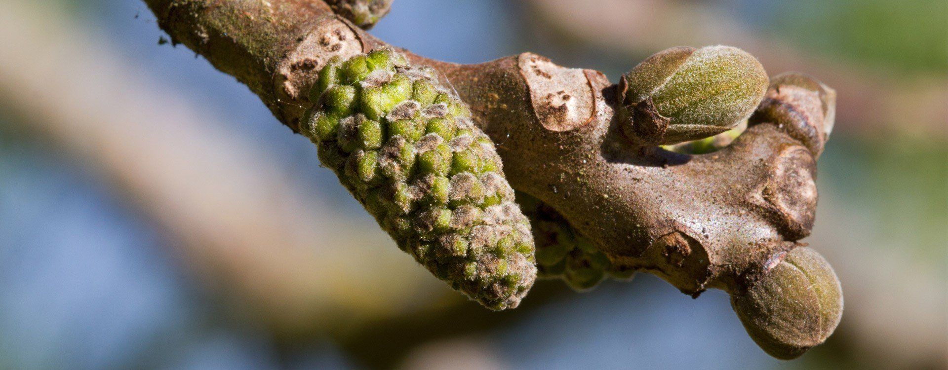 Macérat de bourgeons de NOYER AQUAGEMM