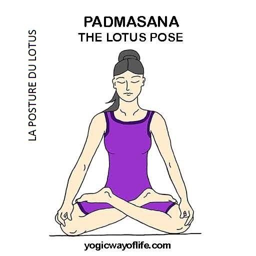 Padmasana - la posture du lotus - the lotus pose
