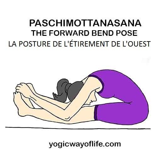 Paschimottanasana - la posture de l'étirement du dos