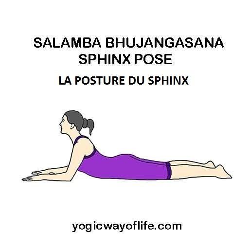 Salamba Bhujangasana - la posture du sphinx - the sphinx pose