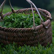 Des thés d'origine et thés parfumés