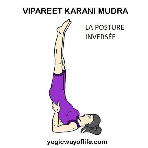 Vipareeta Karani Asana - la posture de l'inversion simplerieure
