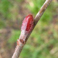 L'Aulne glutineux pour ses vertus tonifiantes