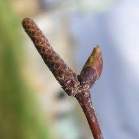 Le bouleau pour ses propriétés purifiantes