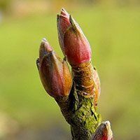 Le Cassis, tonique, anti-inflammatoire, anti-bactérien