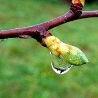 L’Eglantier protège des agressions extérieures