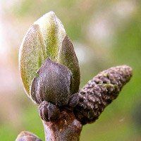 Le Noyer pour renforcer le système immunitaire