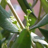 L'olivier pour équilibrer le système nerveux