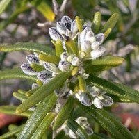 Le ROMARIN pour drainer et détoxifier le foie