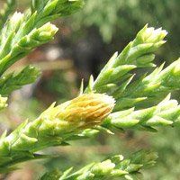 Le Séquoia pour tonifier l'organisme