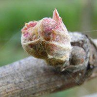 La Vigne améliore la circulation veineuse