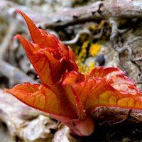 La Vigne vierge apaise les maux liés à l’arthrose
