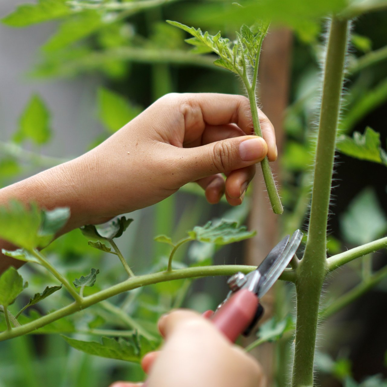 growing-your-own-tomatoes-vanstone-park-garden-centre