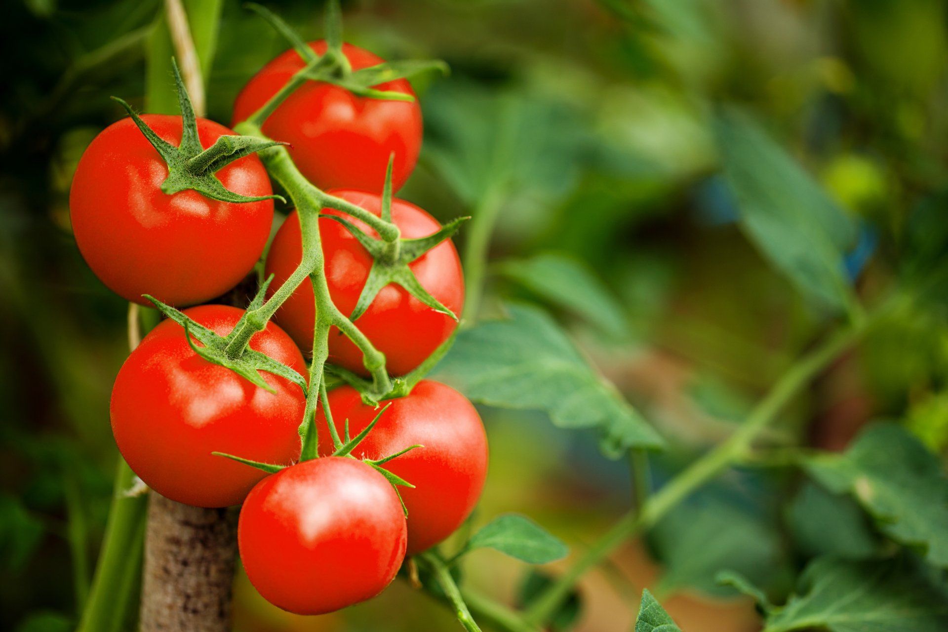 How-to-grow-your-own-tomatoes