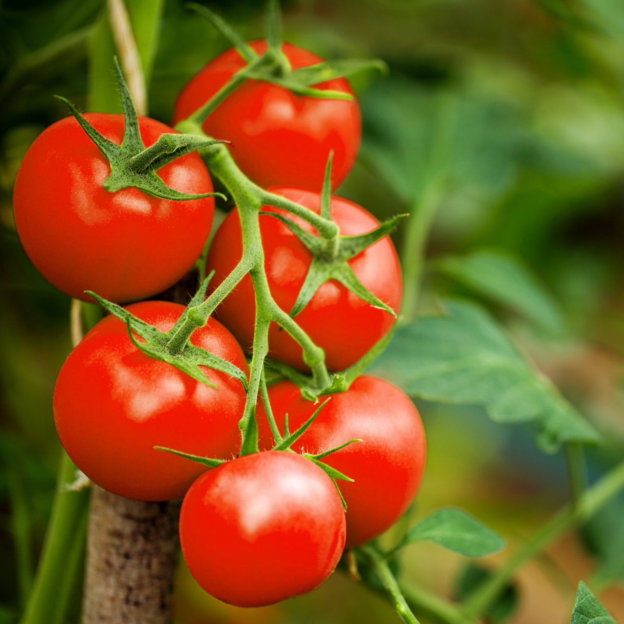 growing-your-own-tomatoes-vanstone-park-garden-centre
