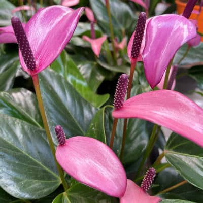 vanstone-houseplant-flamingo-flower