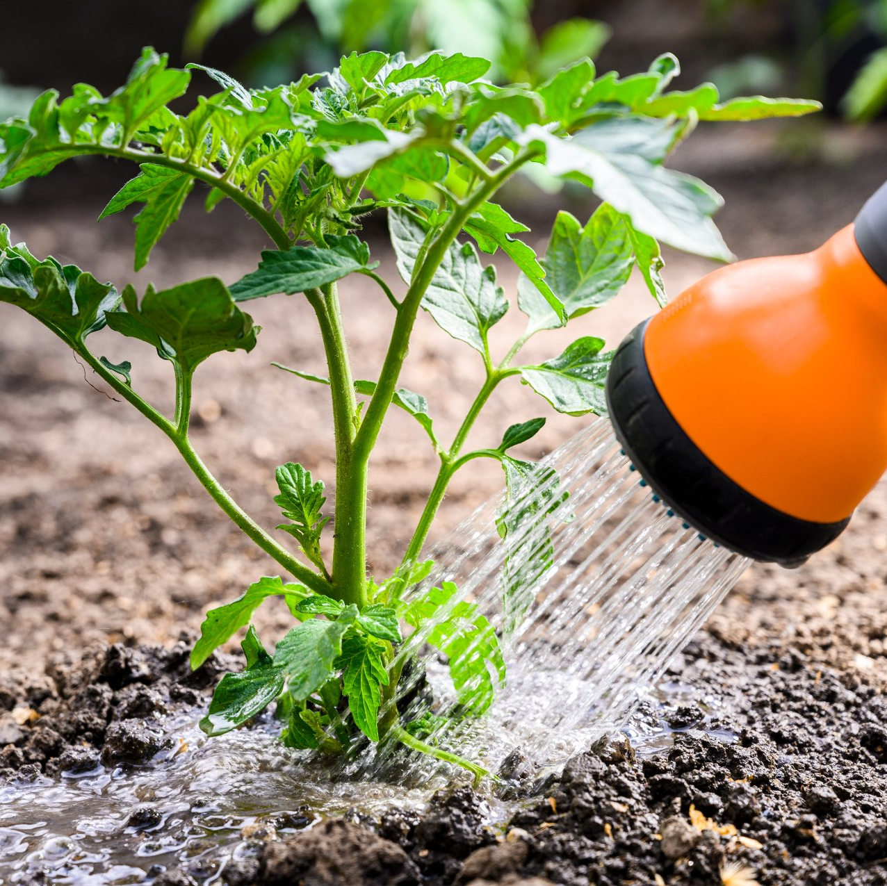 growing-your-own-tomatoes-vanstone-park-garden-centre