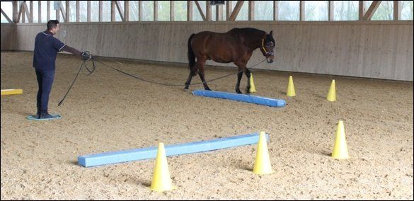 In den Gassen nachgeben, heißt, das Pferd alleine durch die Gassen, ohne Hilfe des Menschen, gehen zu lassen. In den Gassen nachgeben, heißt, das Pferd alleine durch die Gassen, ohne Hilfe des Menschen, gehen zu lassen.
