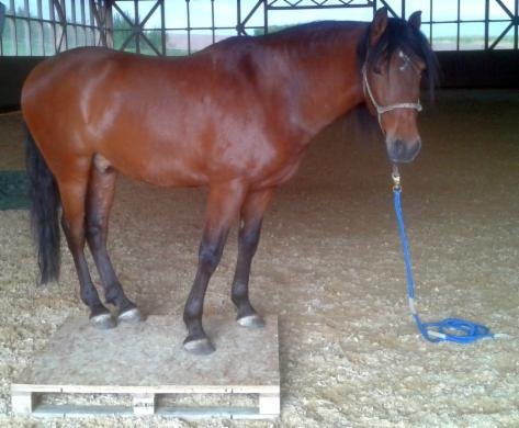 Oporto gelassen auf Palette Oporto gelassen auf Palette