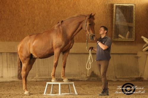 ... Toschka, die Königin ... ... Toschka, die Königin ...