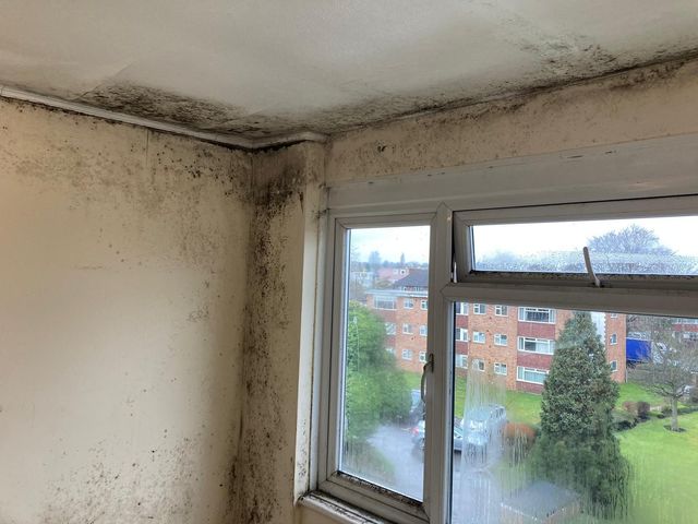 Extreme amounts of black mould across walls and celling of a living room