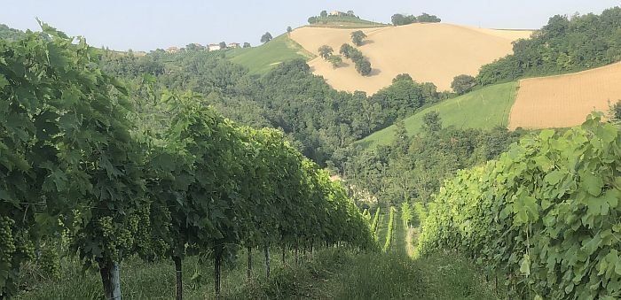 vineyards at villa in the vineyard