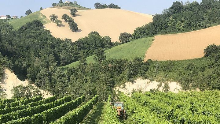 best vineyards in Italy | Villa in the Vineyard