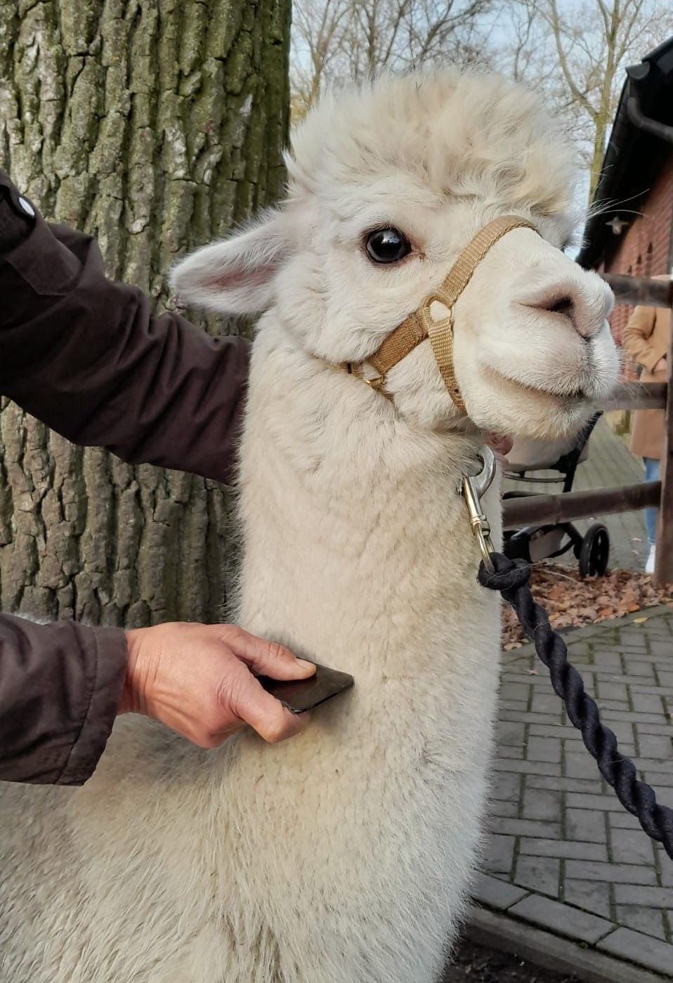 Physiotherapie und Gua Sha in Ratingen am Alpaka