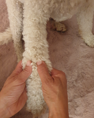 Osteopathie Hund Behandlung Heiligenhaus