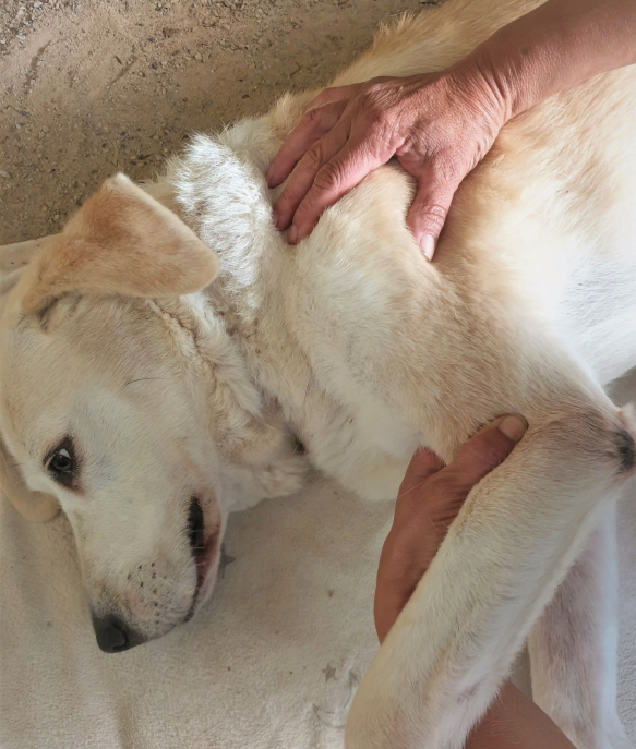 Osteopathie Hund Behandlung Düsseldorf