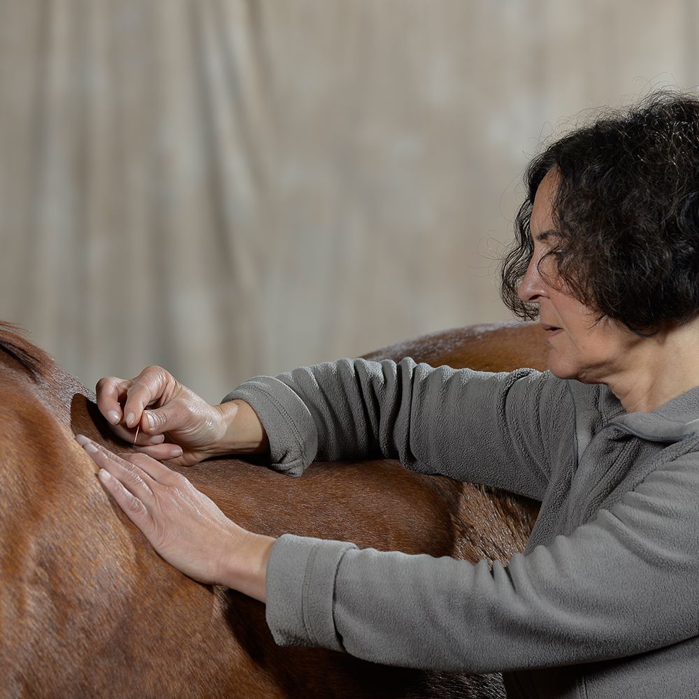 Akupunktur und Dry Needling Pferd Behandlung Erkrath