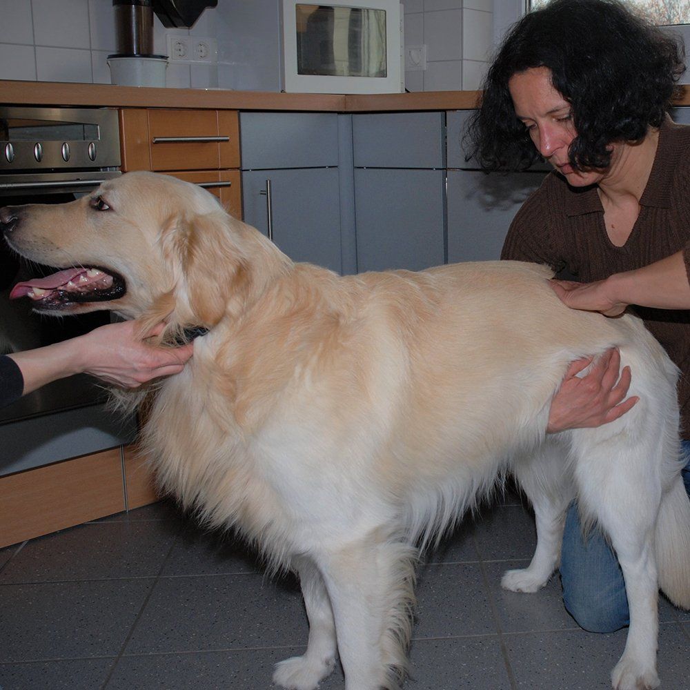 Kleintierbehandlung 1