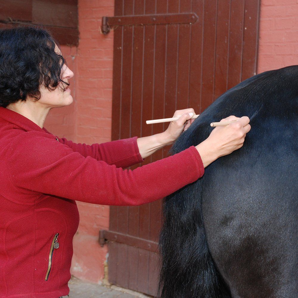 Osteopathie Pferd Behandlung Meerbusch Duisburg