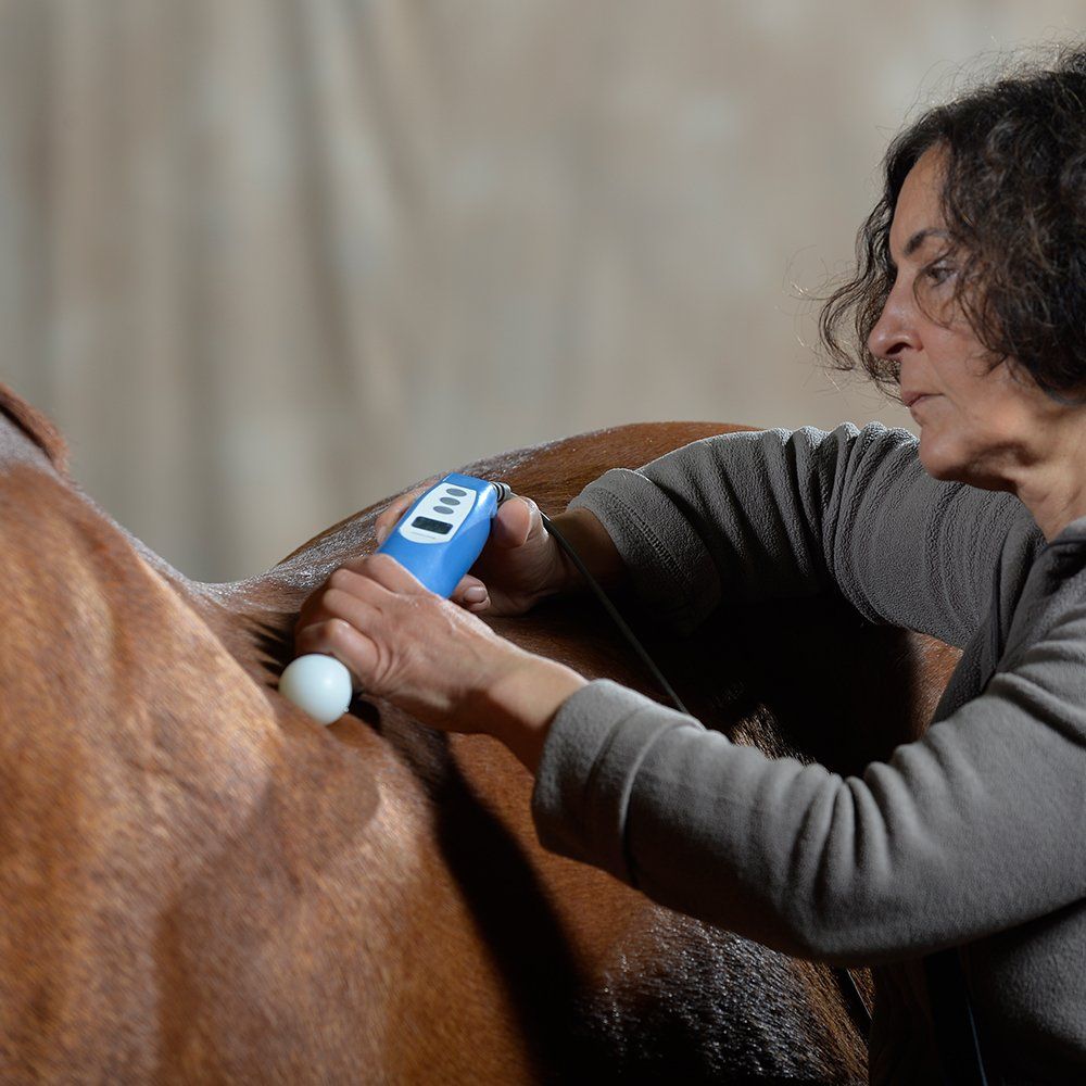 Physikalische Therapie Behandlung Pferd Wülfrath Essen