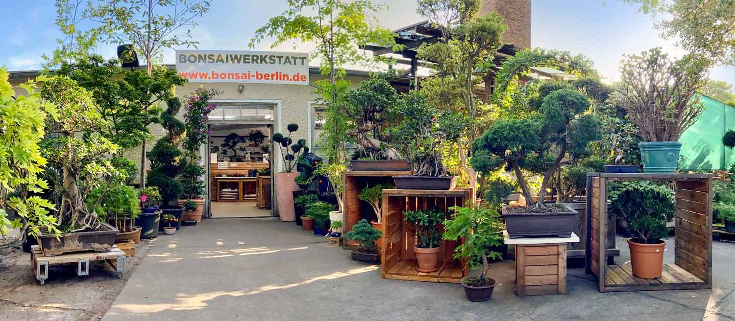 Innenansicht Bonsai Geschäft in Berlin