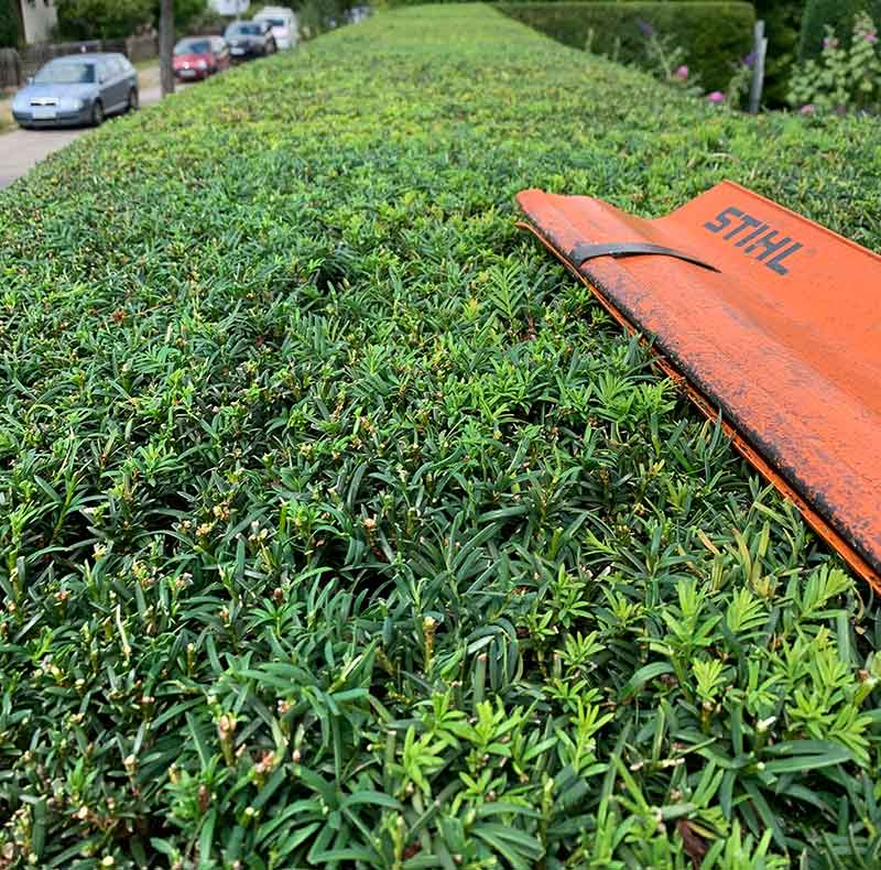 Hecke schneiden