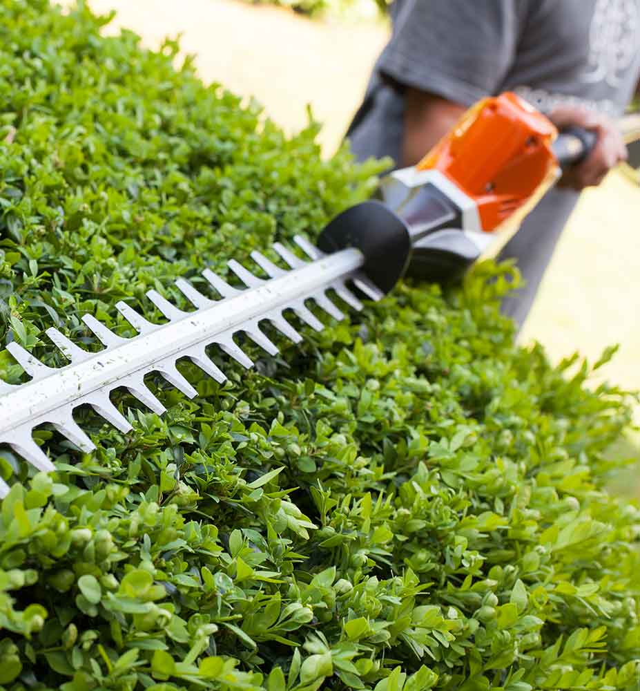 Heckenschere schneidet eine Hecke