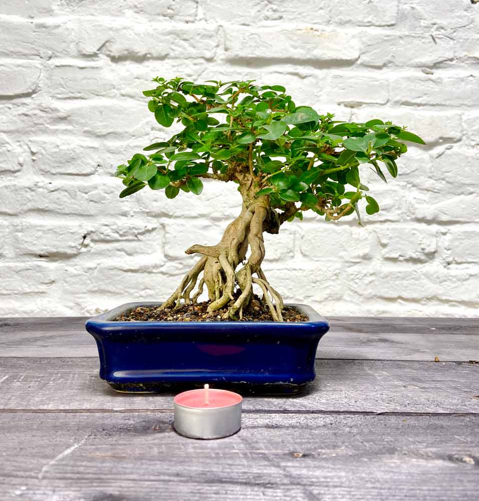 Bonsai Premna