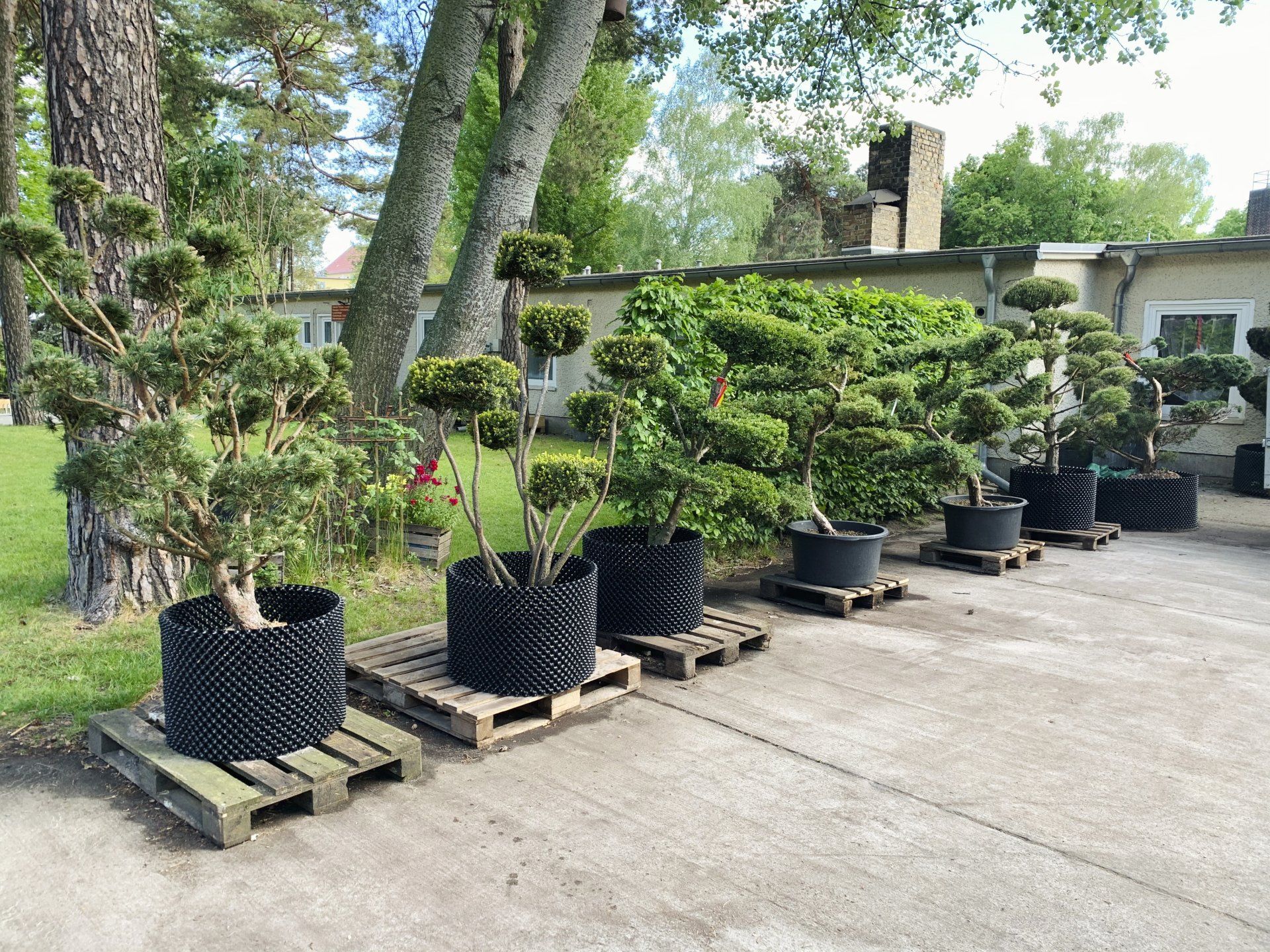 mehrere Gartenbonsai in einer Reihe