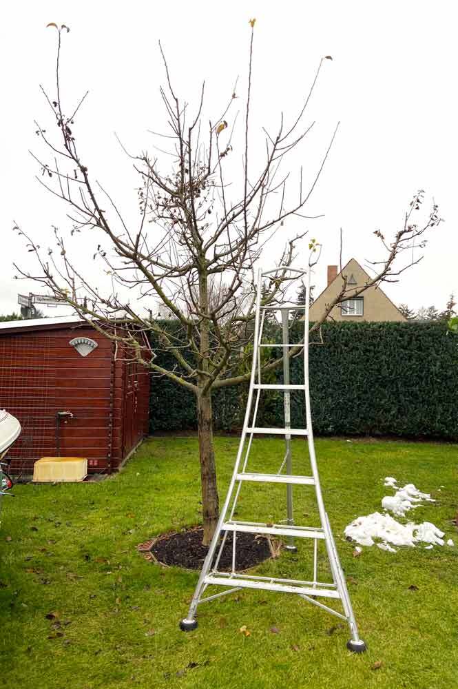 Obstbaum und Obstbaumleiter