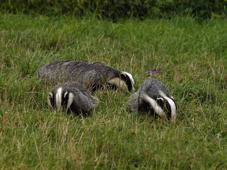CC Pixabay Three Badgers running loose in a field