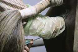 Besamung einer Stute durch Steffen Vornholt