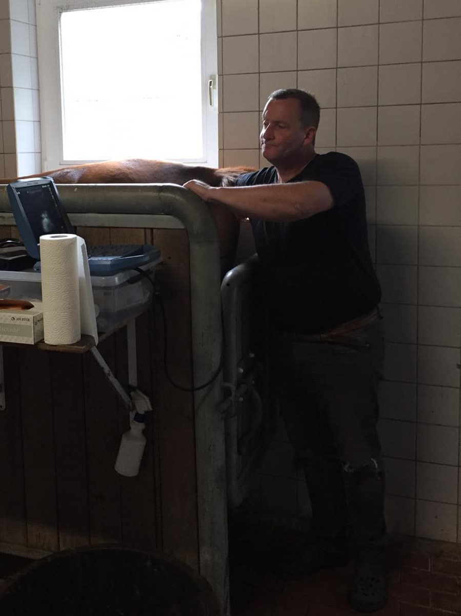 Besamung einer Stute durch Steffen Vornholt