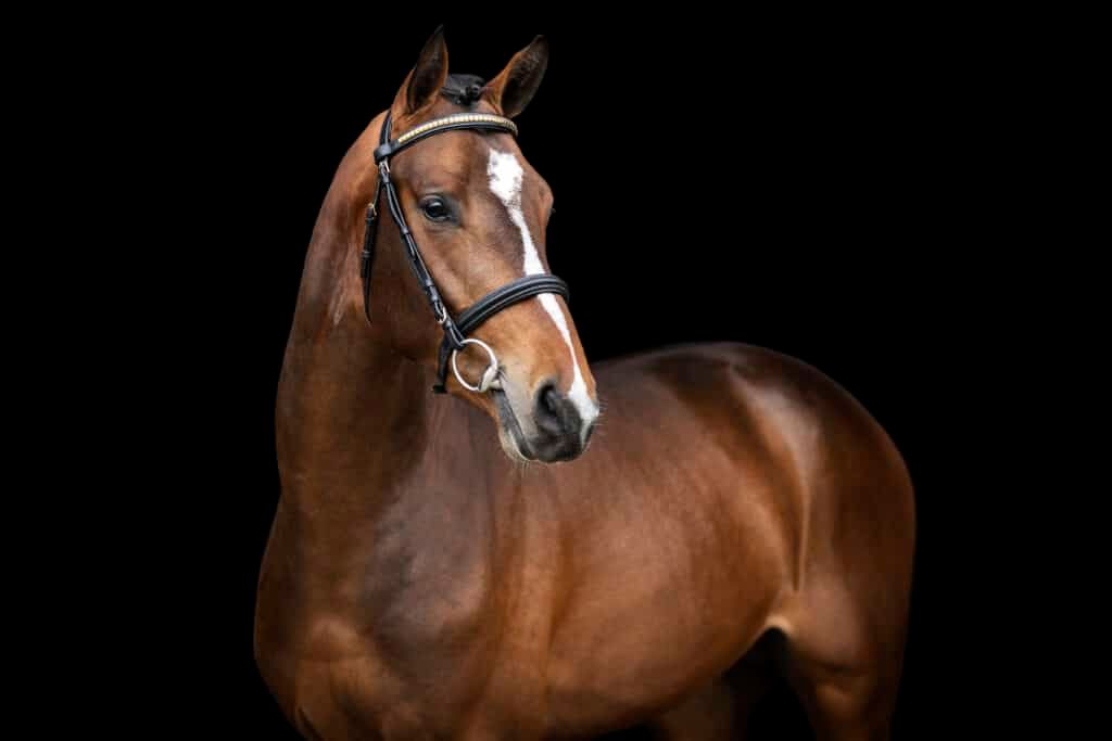 Springhengst Darcosall de Revel im Parcour