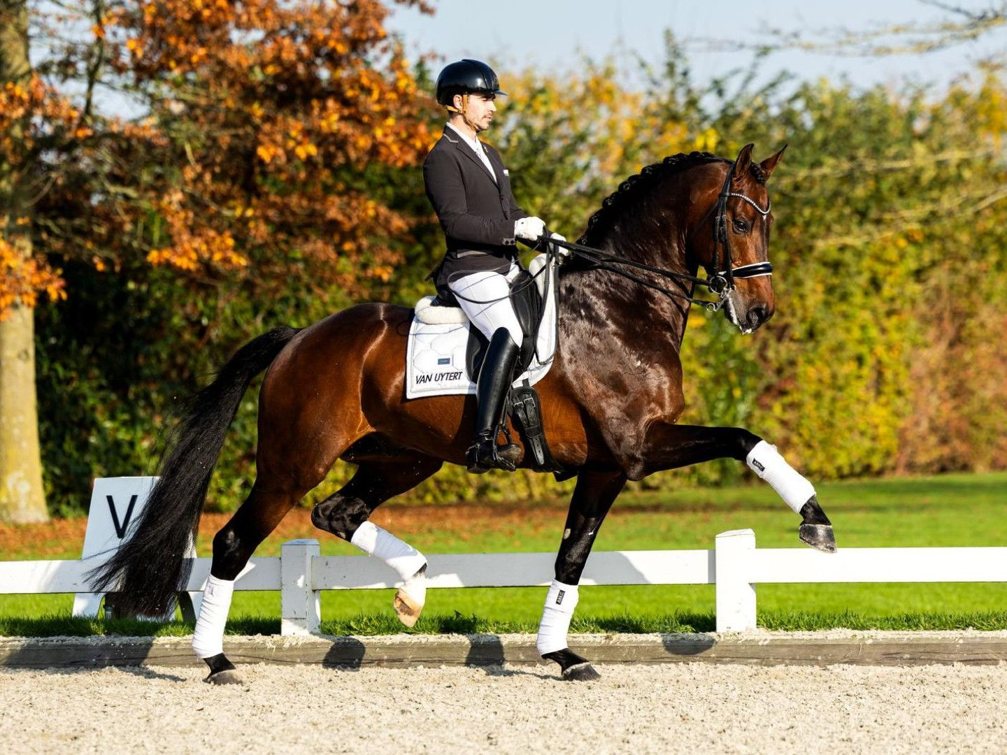 Dressurhengst BlHors Zackerey